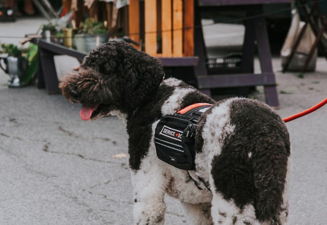 a%20service%20animals%20in%20a%20harness a%20service%20animals%20in%20a%20harness